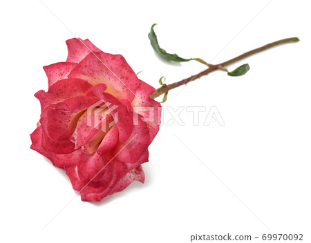 pink blooming rose isolated on white background pink blooming rose isolated on white background 69970092