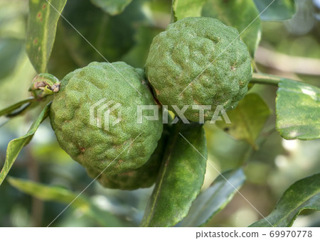 Citrus hystrix or Mauritius papeda grow on tree, cloese up. Citrus hystrix or Mauritius papeda grow on tree, cloese up. 69970778