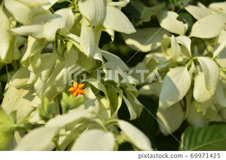 孟加拉國達卡未完成的城堡廢墟拉爾貝格堡美麗的花園和可愛的星形花瓣 孟加拉國達卡未完成的城堡廢墟拉爾貝格堡美麗的花園和可愛的星形花瓣 69971425