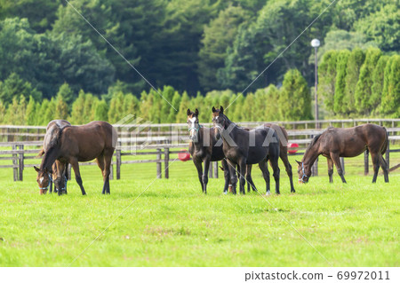 賽馬牧場小馬駒圖像北海道 69972011