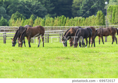 Racehorse ranch foal image Hokkaido 69972017