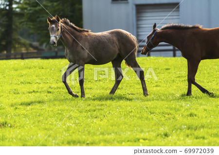 Racehorse ranch foal image Hokkaido 69972039