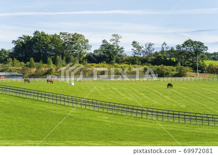 Racehorse ranch foal image Hokkaido Racehorse ranch foal image Hokkaido 69972081
