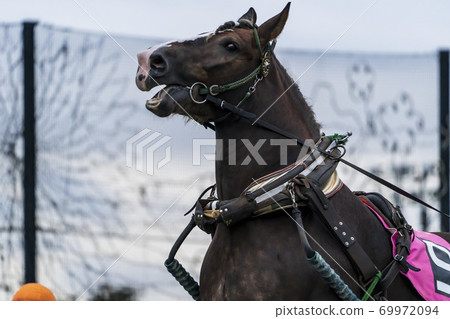 Nighter's Banei賽馬形象帶廣賽馬場 Nighter's Banei賽馬形象帶廣賽馬場 69972094