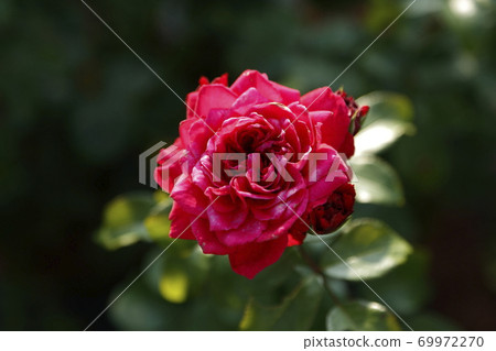 Arao City Ominous Citizen Flower Bed Rose Flower, 69972270