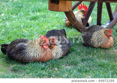 The cock with the hens relaxed side by side on farmyard. The cock with the hens relaxed side by side on farmyard. 69972289