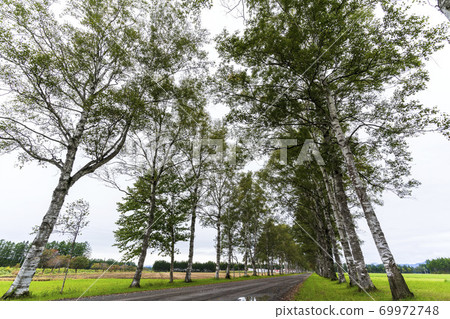 北海道音色町十勝牧場白葉林蔭道 北海道音色町十勝牧場白葉林蔭道 69972748