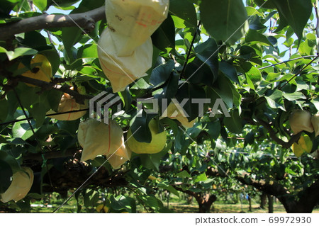Pear picking, Mino Ota City, Gifu Prefecture 69972930