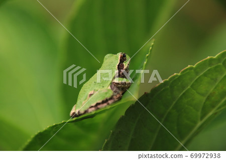 Cute tree frog Hakuba Village, Nagano Prefecture 69972938
