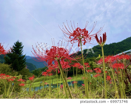 Higanbana以優美的方式綻放 69973746