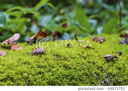 北海道上石hor町町的一棵倒下的樹上長滿青苔 北海道上石hor町町的一棵倒下的樹上長滿青苔 69973783