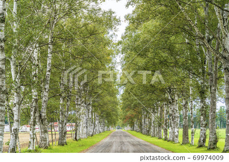 Tokachi Ranch Shirakaba Tree-lined Road, Otofuke-cho, Hokkaido 69974009