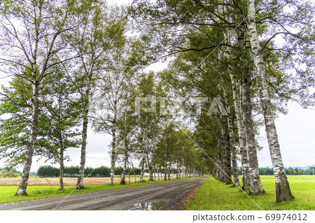 Tokachi Ranch Shirakaba Tree-lined Road, Otofuke-cho, Hokkaido 69974012