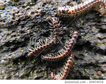 Millipede to mate 69974038