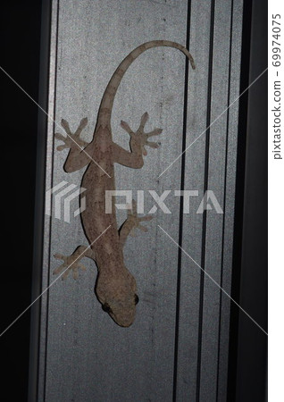 A gecko that settles in a private house 69974075