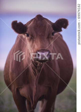 Cow inthefield.La Pampa Argentina 69974182