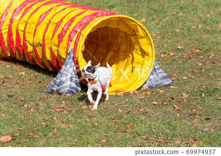 Dog is running through agility tunnel in the park. 69974937