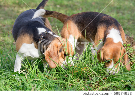 Two english beagle puppies are sniffing out traces Two english beagle puppies are sniffing out traces 69974938