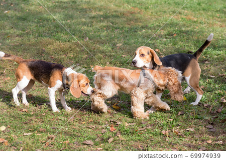 Two english beagle, cavalier king charles spaniel. 69974939