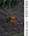 Autumn color 69974966