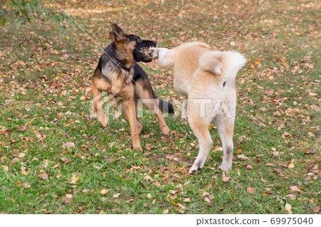 Two puppies are playing in the autumn park. 69975040