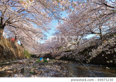 [Machida City] Cherry blossoms on the Onda River 69975230