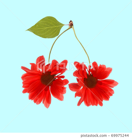 Contemporary art collage. Red flowers marguerite as cherry on blue background. 69975244