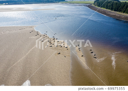 Aerial view of seal colony resting on sandbanks in County Donegal - Ireland Aerial view of seal colony resting on sandbanks in County Donegal - Ireland 69975355