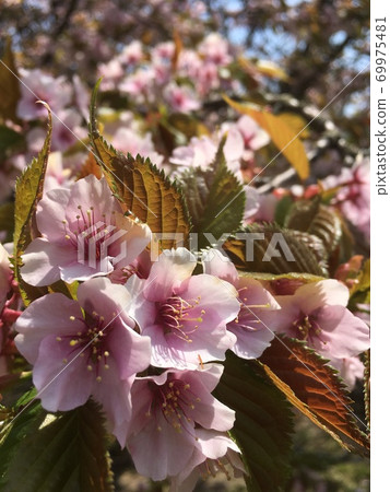 Sakura in Hokkaido 69975481