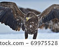 White-tailed Eagle Young Bird [Shiretoko, Hokkaido] 69975528