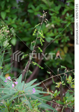 Alecid nisubitohagi Alecid nisubitohagi 69975595