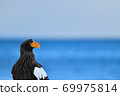 Steller's sea eagle [Shiretoko, Hokkaido] 69975814