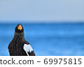 Steller's sea eagle [Shiretoko, Hokkaido] 69975815