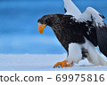 Steller's sea eagle [Shiretoko, Hokkaido] 69975816