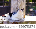 Looking cat 69975874