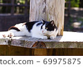 Cat in the park 69975875