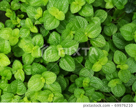 pilea nummulariifolia,Creeping Charlie, Green leaf background pilea nummulariifolia,Creeping Charlie, Green leaf background 69976210