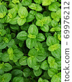 pilea nummulariifolia,Creeping Charlie, Green leaf background 69976212
