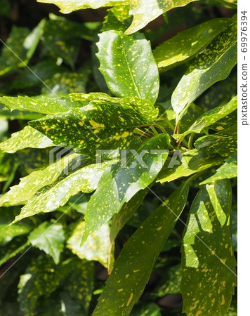 Filiaoki (natural texture) Filiaoki (natural texture) 69976394