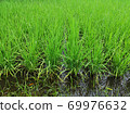 Green rice field, Asia, Thailand, background 69976632