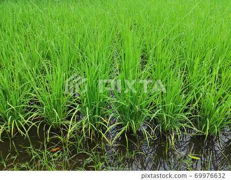 Green rice field, Asia, Thailand, background 69976632