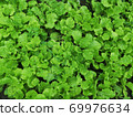 Organic leaf lettuce in the garden, Salad greens top view, Green natural background 69976634