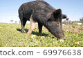 Black pig 69976638