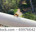 A bee 69976642