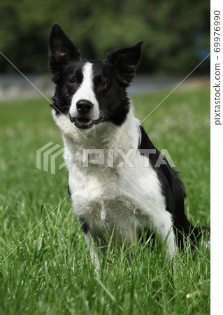 Portrait of Border collie Portrait of Border collie 69976990