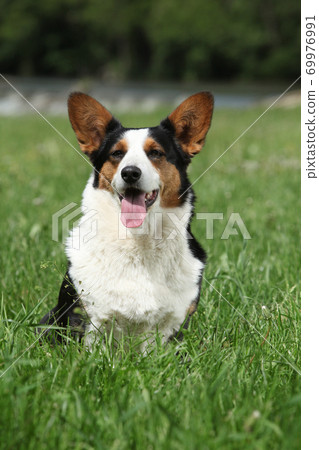 Amazing Welsh Corgi Cardigan Amazing Welsh Corgi Cardigan 69976991
