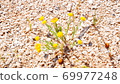 Wildflower 69977248