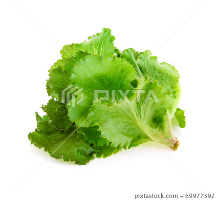 Butter head Lettuce isolated on white background 69977392