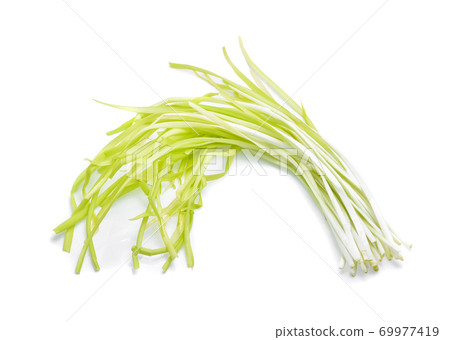 garlic chives isoalted on white background 69977419