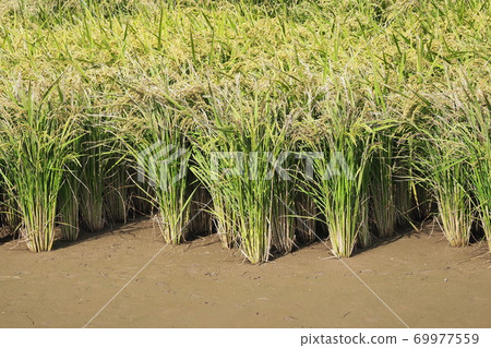 Agricultural image (rice farming) Agricultural image (rice farming) 69977559